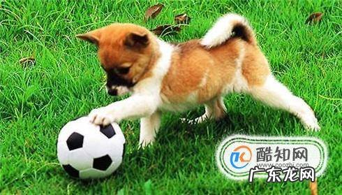 狗狗喜欢扑人怎么办如何训练狗狗不扑人