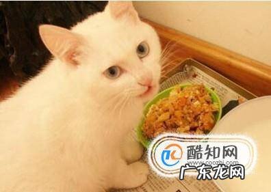 幼猫吃什么才能健康的成长