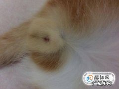 小猫咪怎样分辨公母