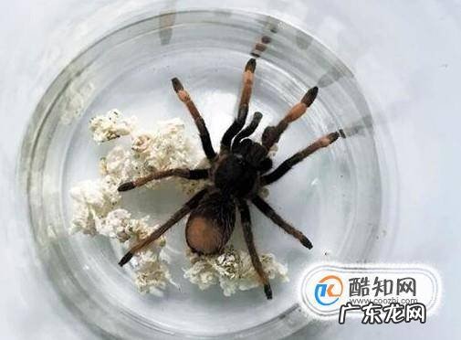 如何养蜘蛛呢
