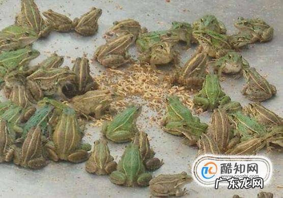 青蛙得养殖方法