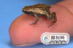 青蛙得养殖方法