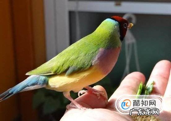 七彩文鸟的养殖方法