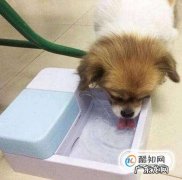 狗狗得了犬瘟狗瘟怎么办