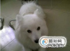 萨摩耶与银狐犬的外形区别