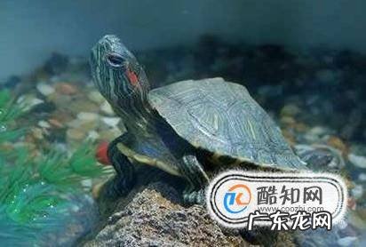 怎么让乌龟喜欢你