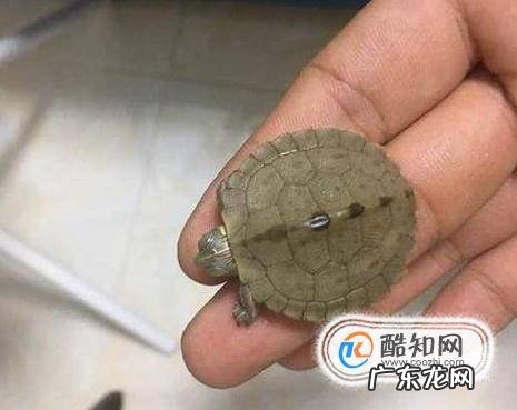 怎么让乌龟喜欢你