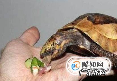 怎么让乌龟喜欢你