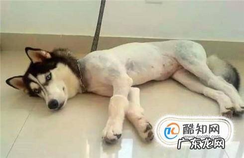 狗狗去螨虫最好的方法狗狗除螨虫的简单方法