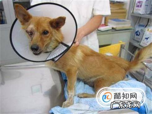 狗狗去螨虫最好的方法狗狗除螨虫的简单方法