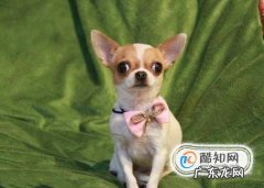 什么狗长不大又便宜
