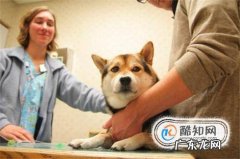 小狗被撞成内伤怎么办