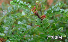胡椒木叶子掉光还能长出来 胡椒木一碰就掉叶子是咋回事