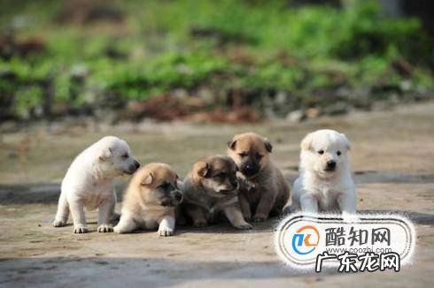 如何看狗狗的年龄