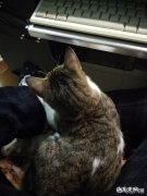 你有没有见过为了让自己有个家而非常努力的流浪猫狗，后来怎样了