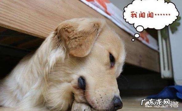 怎么去除家里养狗的臭味 养狗,家里有一股臭味,怎么去除