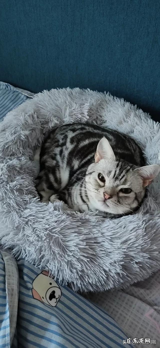 为什么说美短猫谁养谁后悔 为什么说养了美国短毛猫不后悔