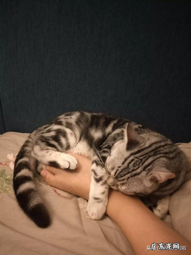 为什么说美短猫谁养谁后悔 为什么说养了美国短毛猫不后悔