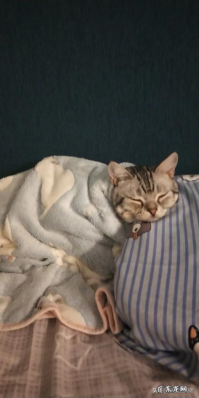 为什么说美短猫谁养谁后悔 为什么说养了美国短毛猫不后悔