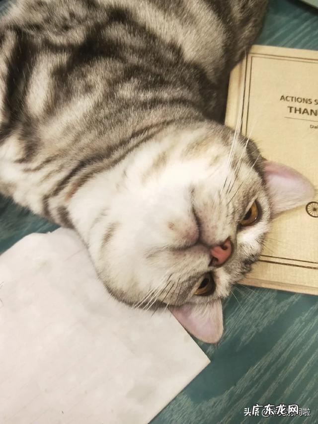 为什么说美短猫谁养谁后悔 为什么说养了美国短毛猫不后悔