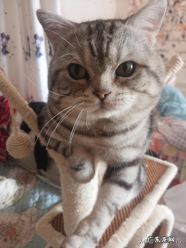 为什么说美短猫谁养谁后悔 为什么说养了美国短毛猫不后悔