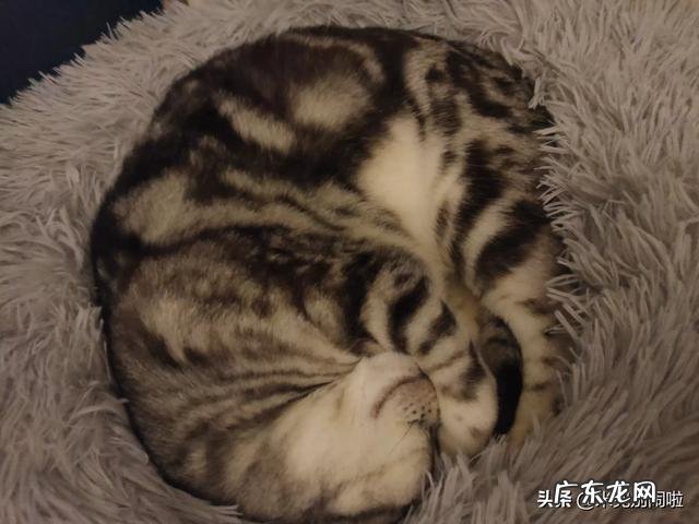 为什么说美短猫谁养谁后悔 为什么说养了美国短毛猫不后悔