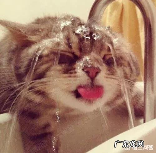 猫粮是不是直接吃 猫为什么知道猫粮是可以吃的