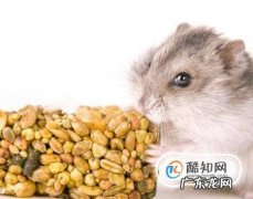 仓鼠能吃什么不能吃什么