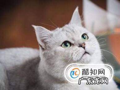去除猫身上虱子的方法