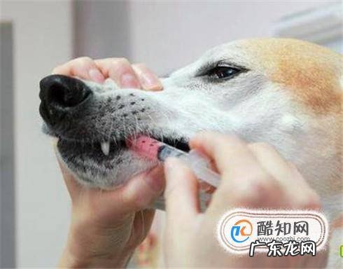 狗狗腹泻怎么办