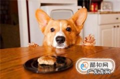 狗狗腹泻怎么办