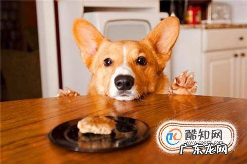 狗狗腹泻怎么办