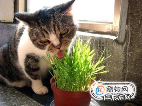你家猫咪便秘怎么办应该怎么治疗