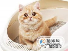 你家猫咪便秘怎么办应该怎么治疗