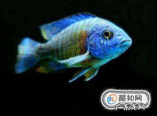 哪些鱼能清洁鱼缸
