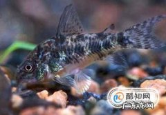 哪些鱼能清洁鱼缸