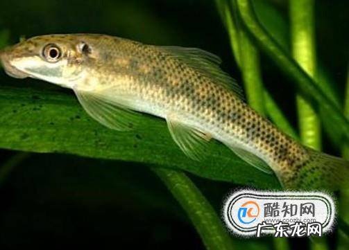 哪些鱼能清洁鱼缸