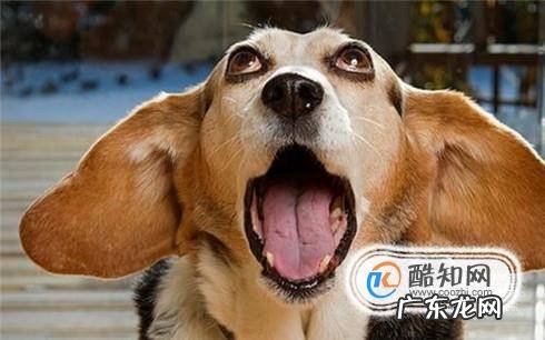 狗狗流清水鼻涕正常吗狗狗流鼻涕流的是水