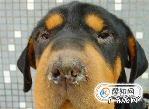 狗狗流清水鼻涕正常吗狗狗流鼻涕流的是水