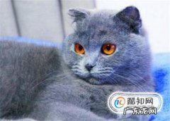 怎么训练猫不咬人