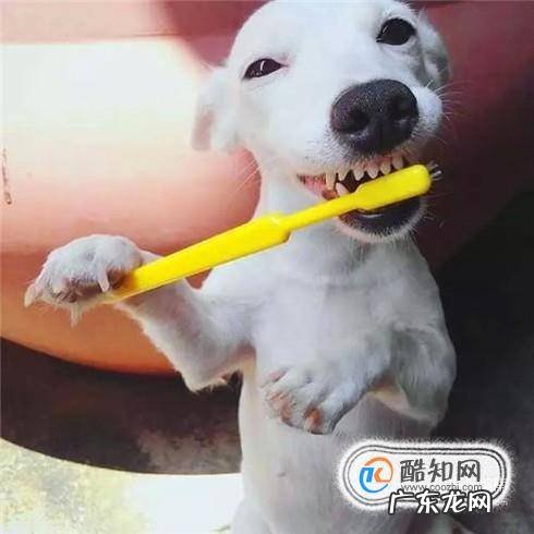 为什么狗狗洗完澡还很臭