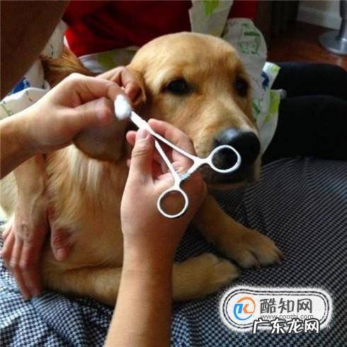 为什么狗狗洗完澡还很臭