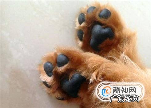 为什么狗狗洗完澡还很臭