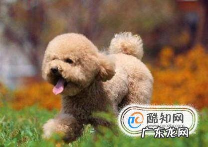 养泰迪狗好不好呢