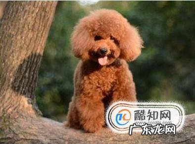 养泰迪狗好不好呢