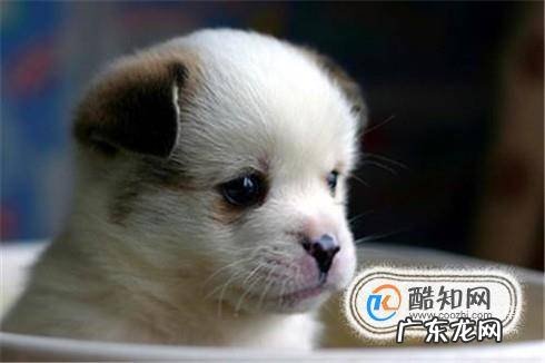 怎么给宠物起名字宠物取什么名字好
