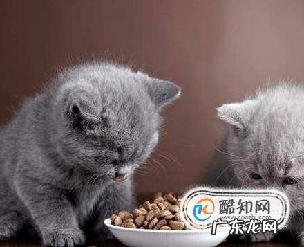 养猫的好处和坏处