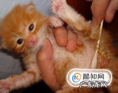 养猫的好处和坏处