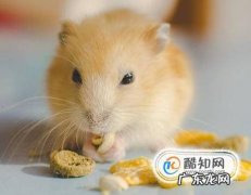 布丁鼠鼠应该怎样饲养