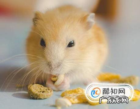 布丁鼠鼠应该怎样饲养